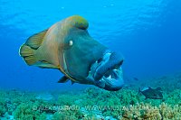 Large male Napoleon Wrasse. Red Sea.