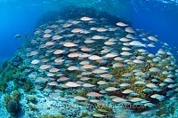 Longnose Parrotfish School. Red Sea.