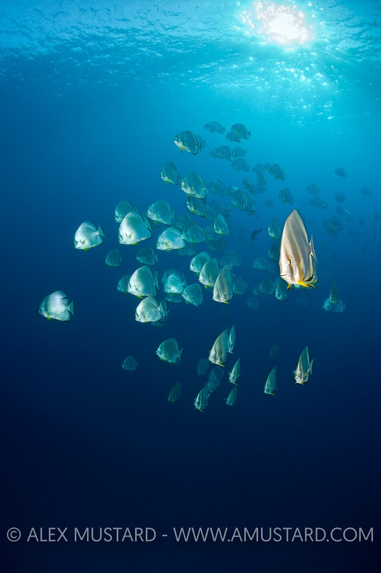 Batfish At Dawn. Red Sea.