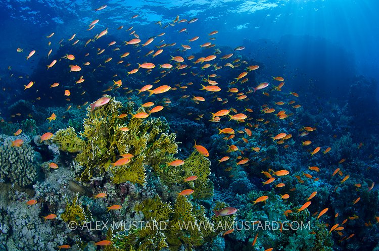 Reef Scene. Egypt