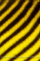 Racoon Butterflyfish Detail. Egypt