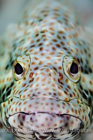 Greasy Grouper. Red Sea