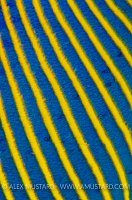 Emperor's Clothes. Egypt