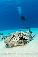 Starry Pufferfish. Red Sea.