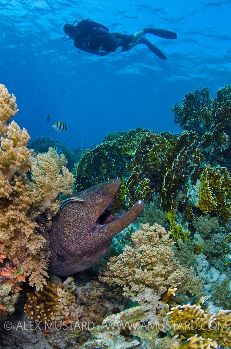Moray Being Cleaned. Egypt