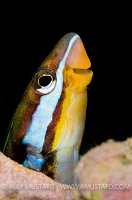 Blenny Portrait. Red Sea.