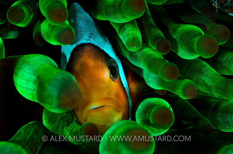 Anemonefish in fluorescent anemone. Red Sea.
