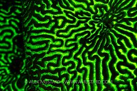 Coral fluorescence. Egypt