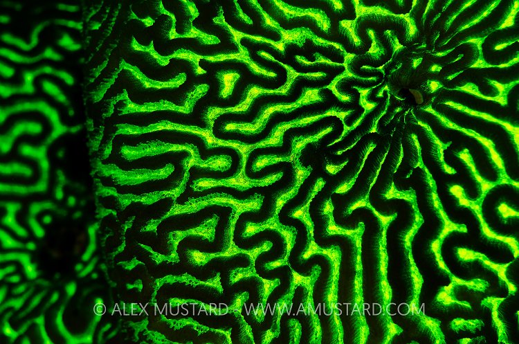 Coral fluorescence. Egypt