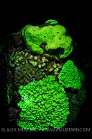 Fluoresent Corals. Egypt