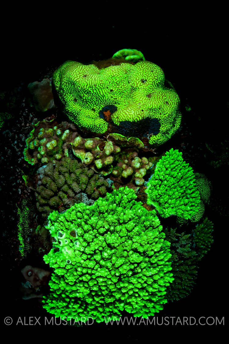 Fluoresent Corals. Egypt