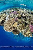 Wrasse On Dropoff. Red Sea.