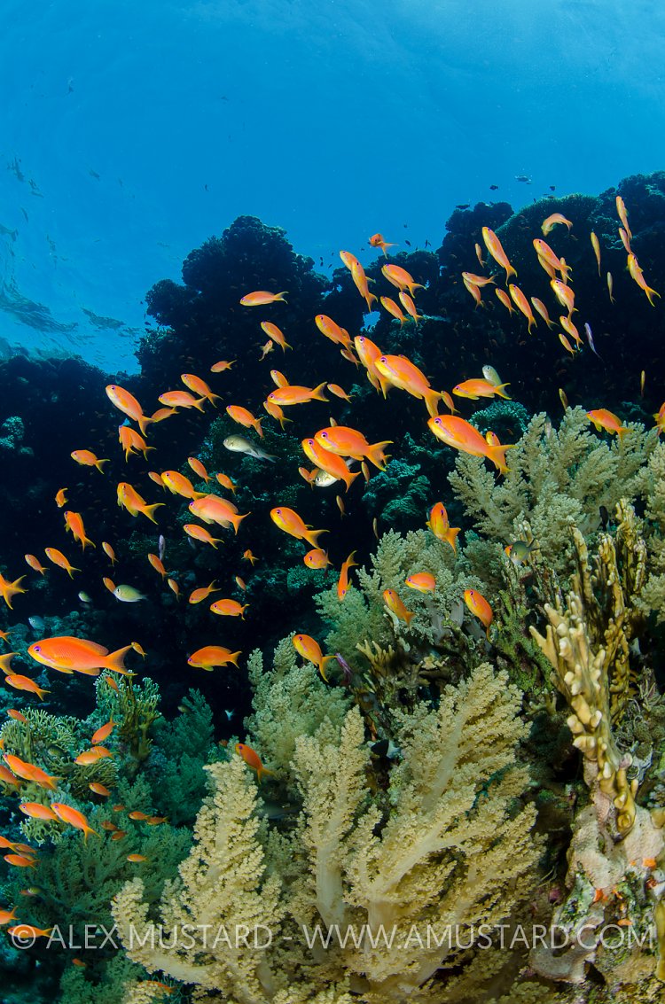Reef Scene. Red Sea