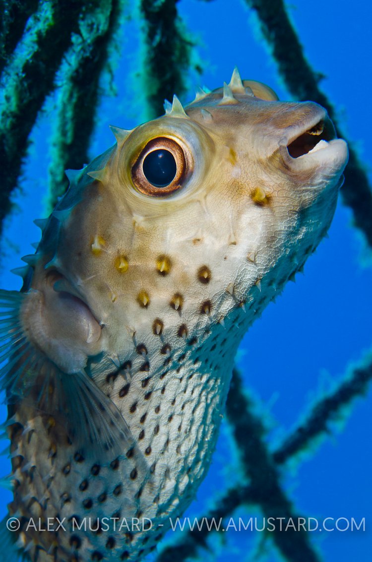 Porcupine Portrait. Red Sea.