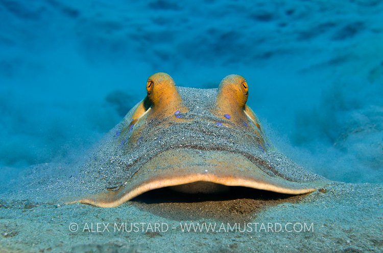 Bluespotted Stingray. Red Sea.