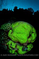 Brain Coral Fluorescence. Egypt