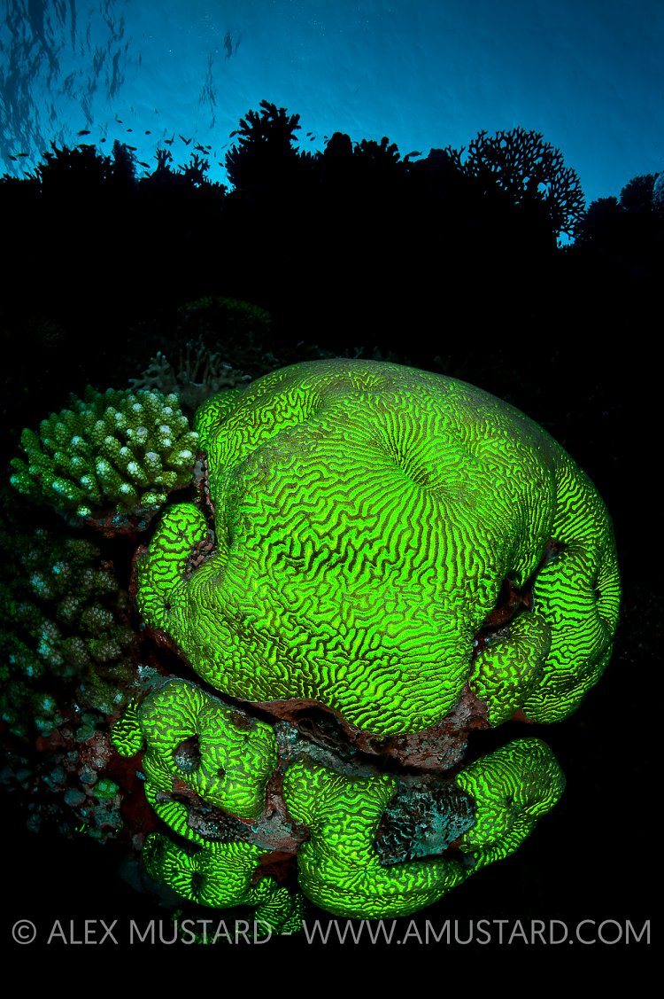 Brain Coral Fluorescence. Egypt