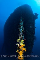 Thistlegorm Bow. Egypt