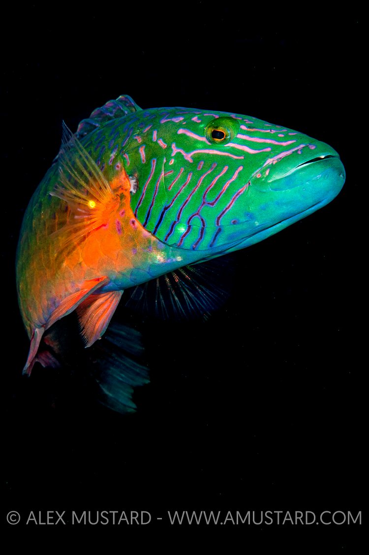 Red Breasted Wrasse. Red Sea.