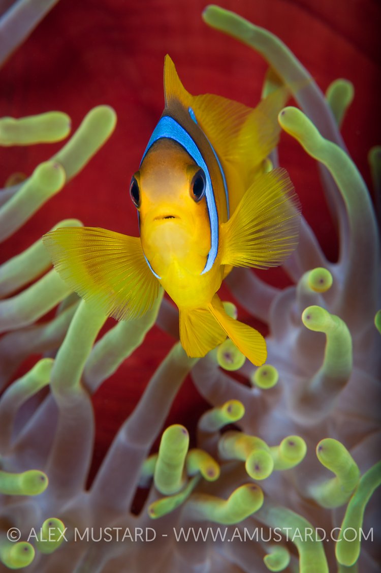 Two Band Anemonefish. Red Sea
