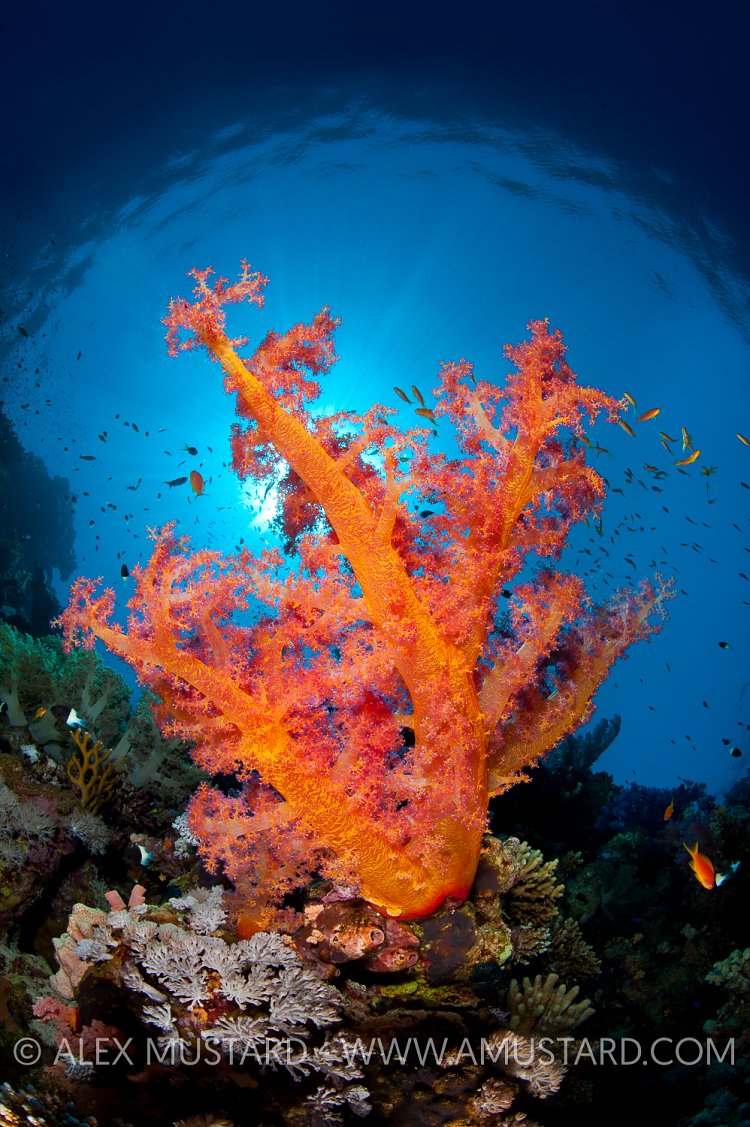 Soft Coral. Egypt.