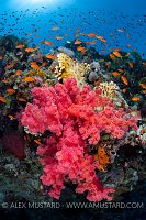 Reef Scene. Red Sea. Egypt