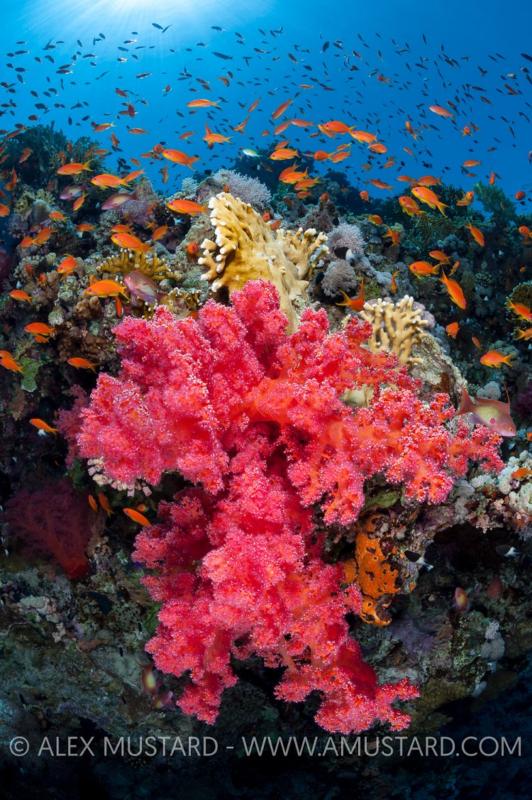 Reef Scene. Red Sea. Egypt