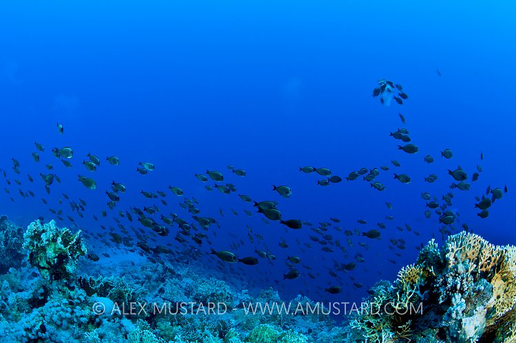 Brown Surgeonfish Spawning. Egypt.