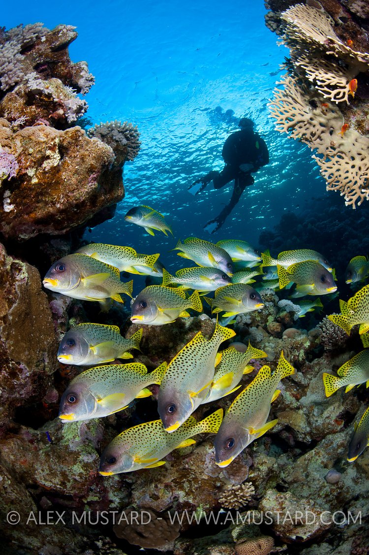 Sweetlips At Sunset. Red Sea.