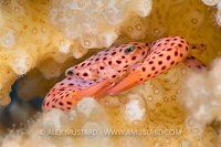 Coral Crab. Red Sea.