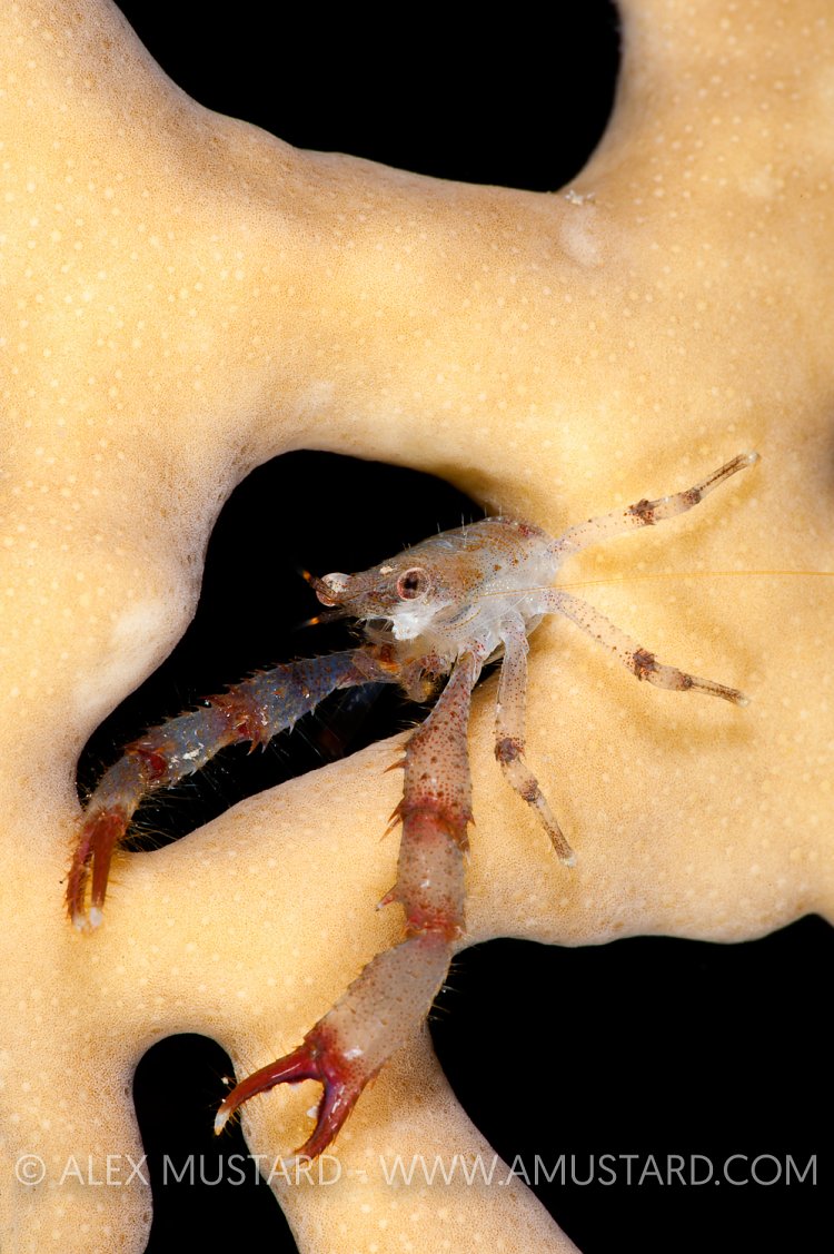 Squat Lobster. Egypt