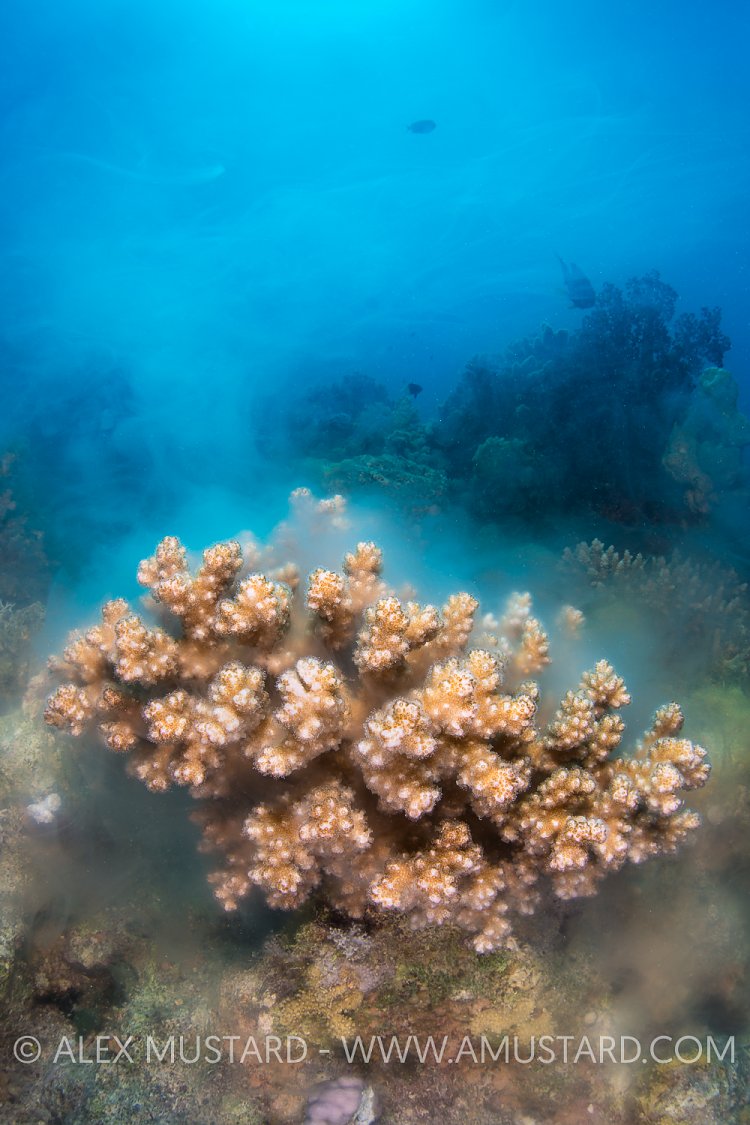 Daytime Coral Spawning. Red Sea.