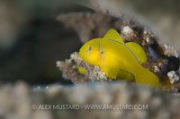Lemon Goby. Egypt