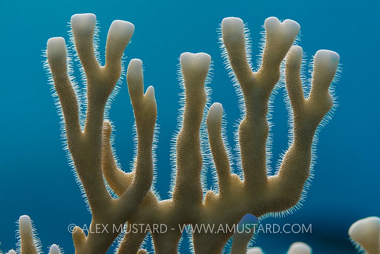 Fire Coral Polyps. Egypt