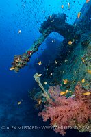 Thistlegorm Gun. Egypt