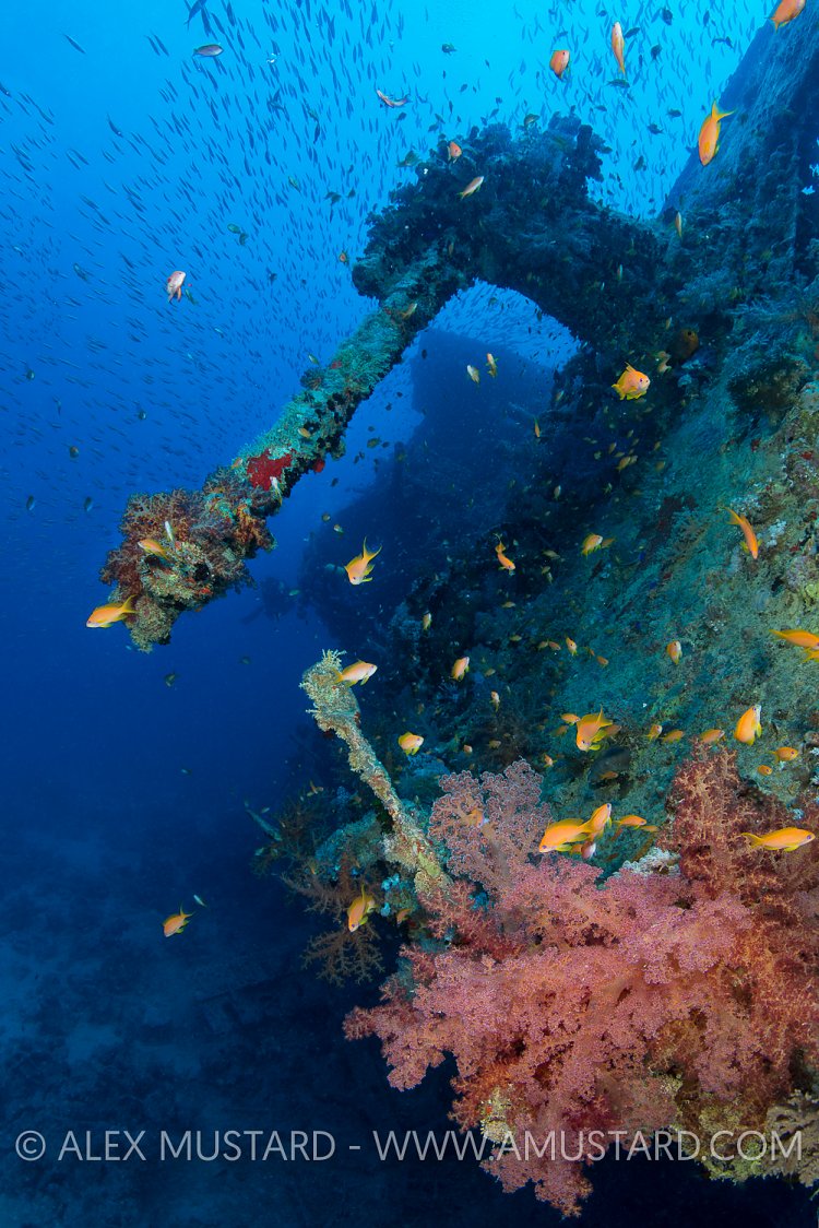 Thistlegorm Gun. Egypt
