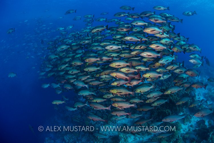 Bohar Snappers. Egypt