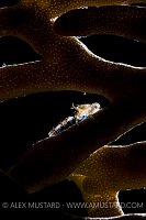 Squatty, backlit at night. Egypt