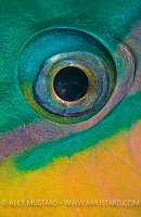 Parrotfish Eye. Egypt.