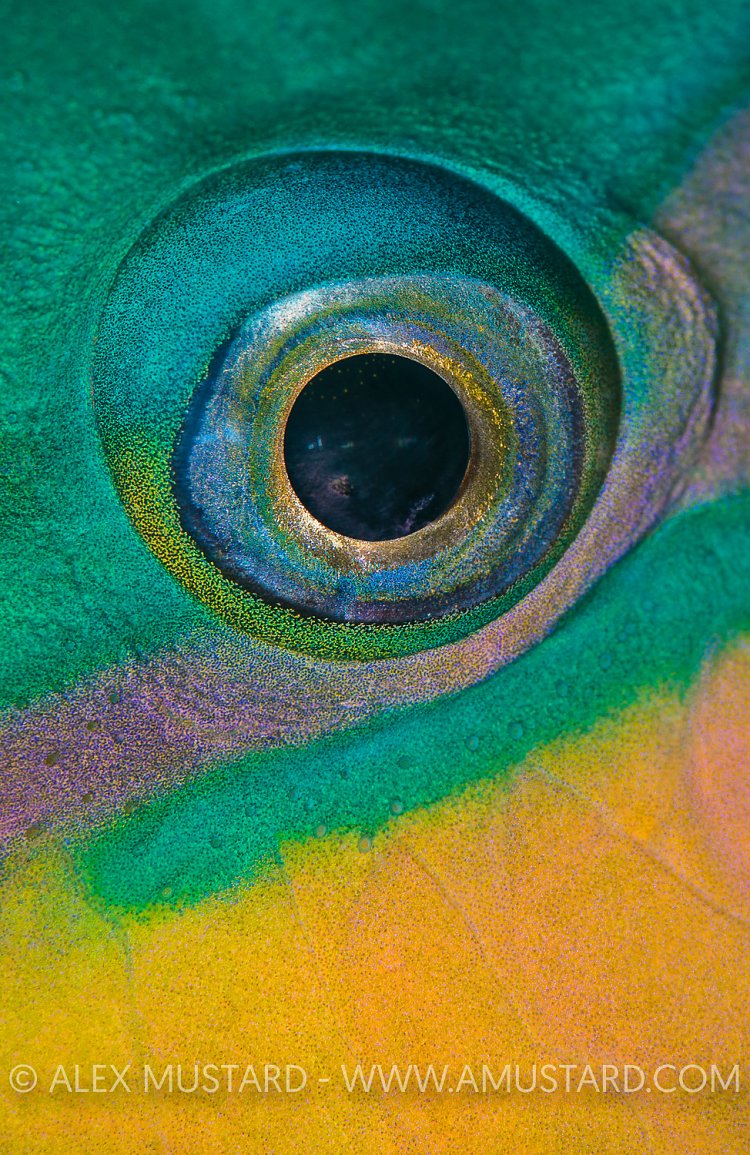Parrotfish Eye. Egypt.