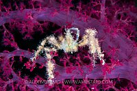 Spider Crab On Soft Coral. Red Sea