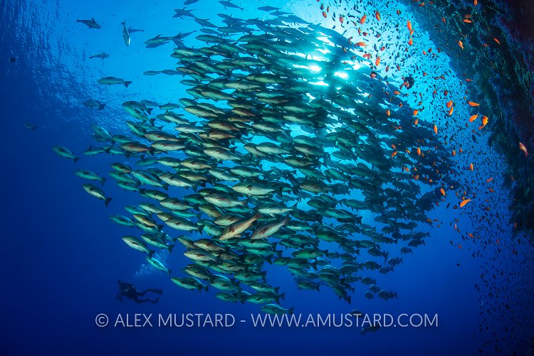 Diver With Snappers. Red Sea