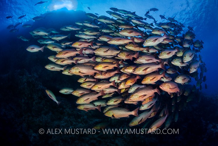 Red Snappers. Red Sea