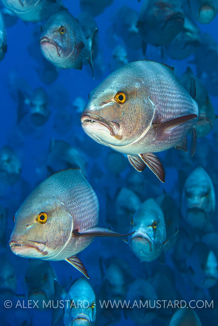 Bohar Snappers. Egypt