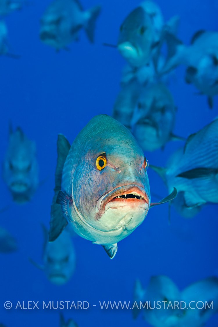 Bohar Snapper. Egypt