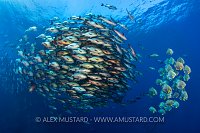 Snapper And Batfish Schools. Egypt