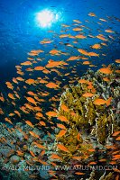 Red Sea Reef Scene.