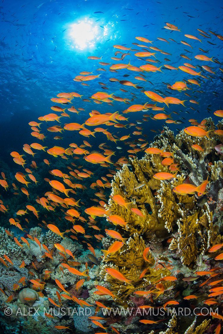 Red Sea Reef Scene.