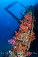 Softcoral On Giannis D. Egypt.