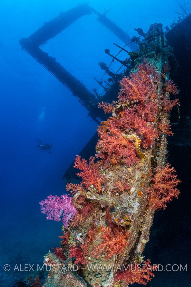 Softcoral On Giannis D. Egypt.